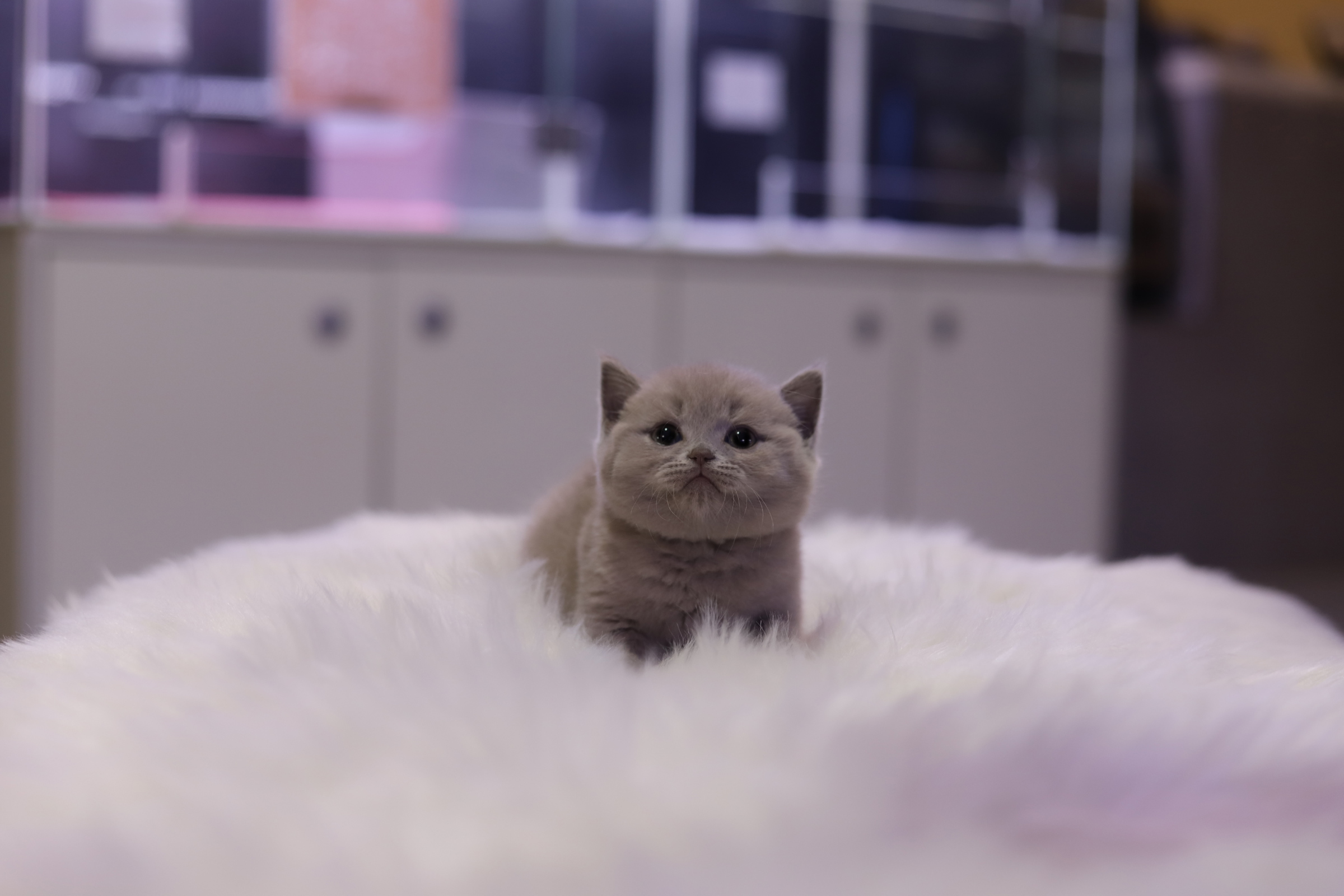 브리티쉬숏헤어 입양합니다