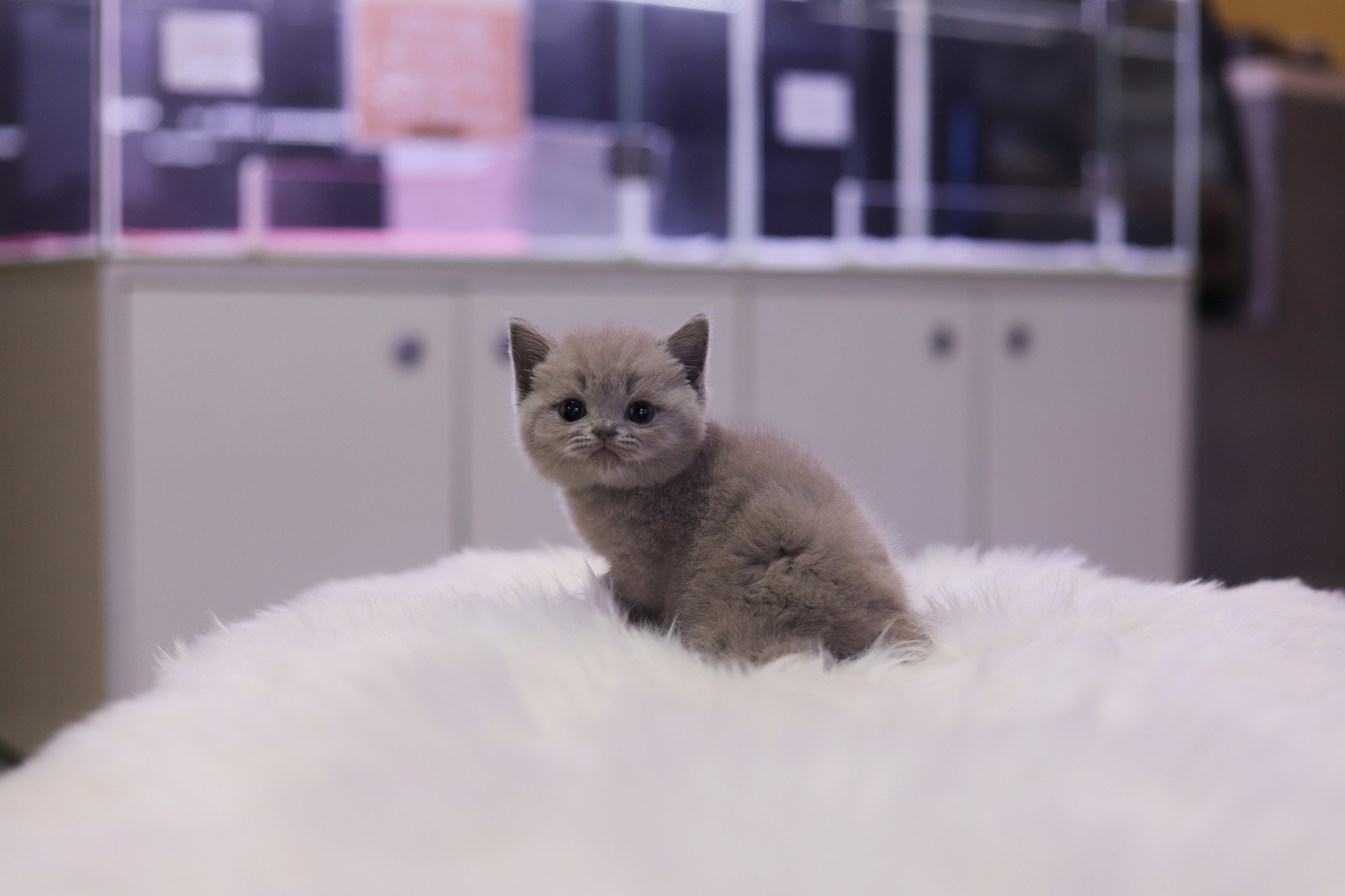 브리티쉬숏헤어 입양합니다