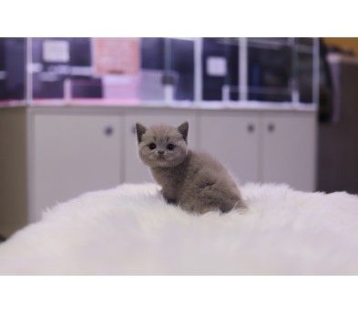 브리티쉬숏헤어 입양합니다