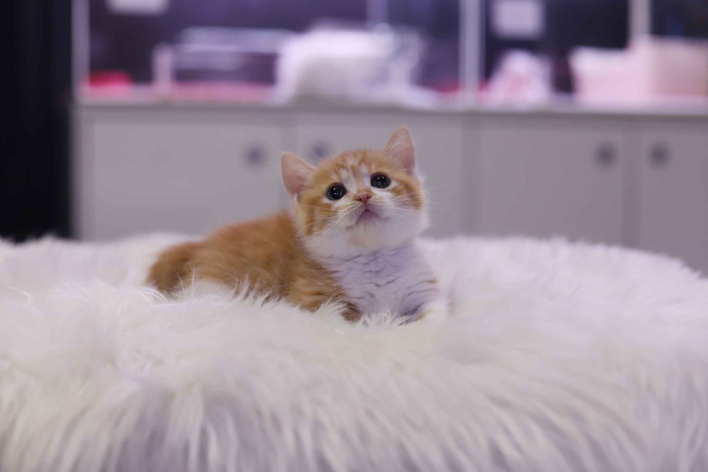 먼치킨 입양합니다