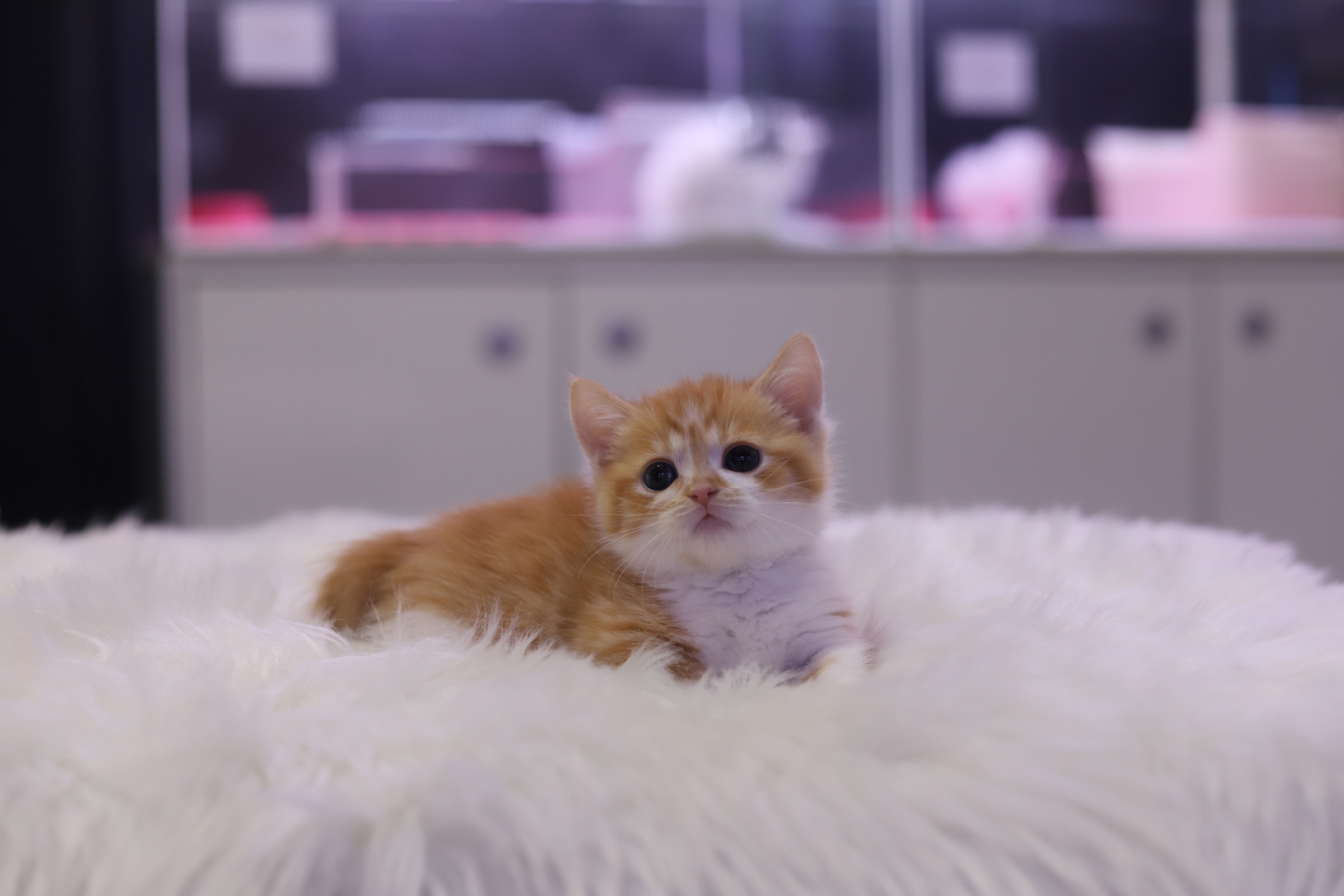 먼치킨 입양합니다