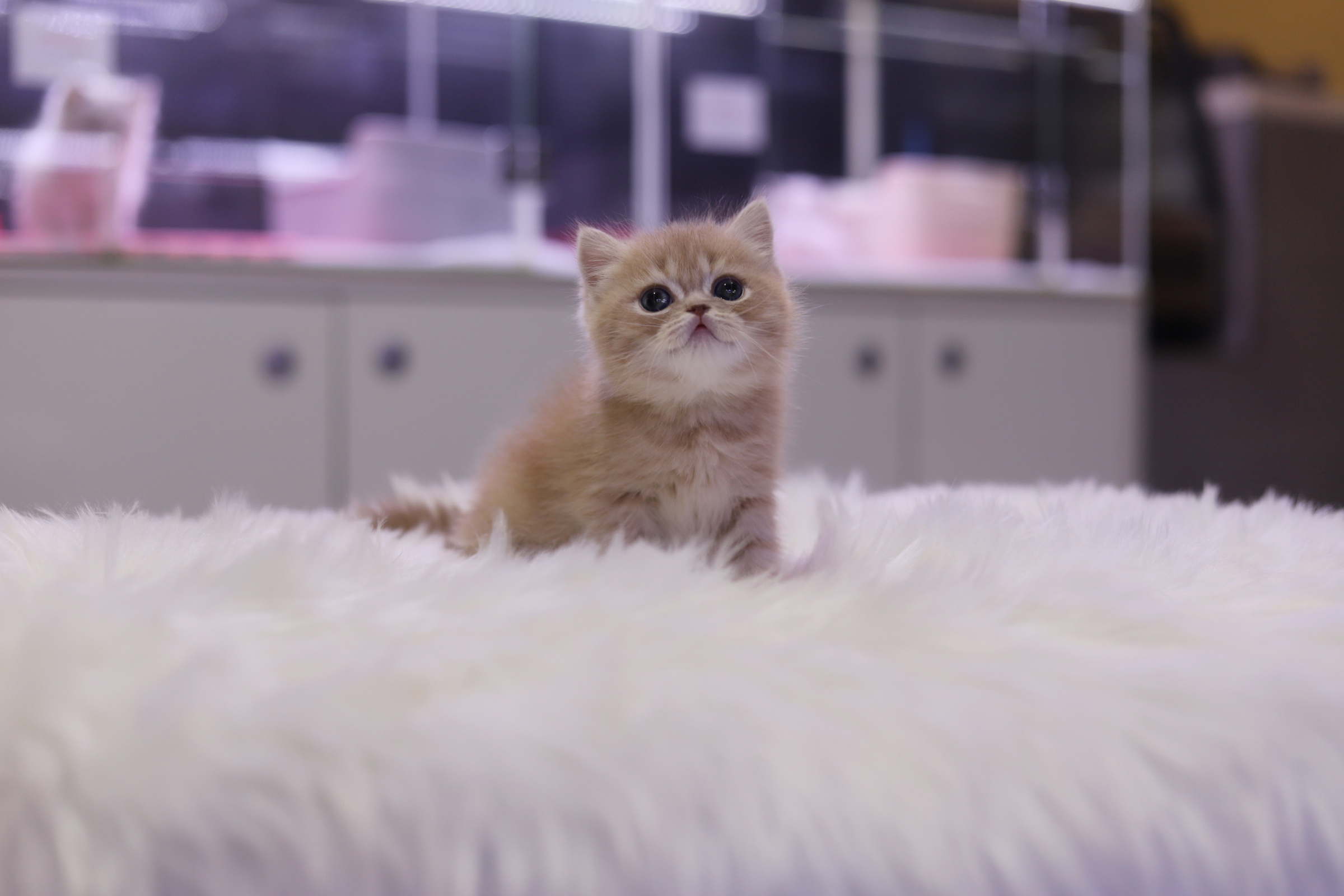 브리티쉬숏헤어 입양합니다