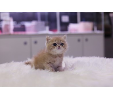 브리티쉬숏헤어 입양합니다