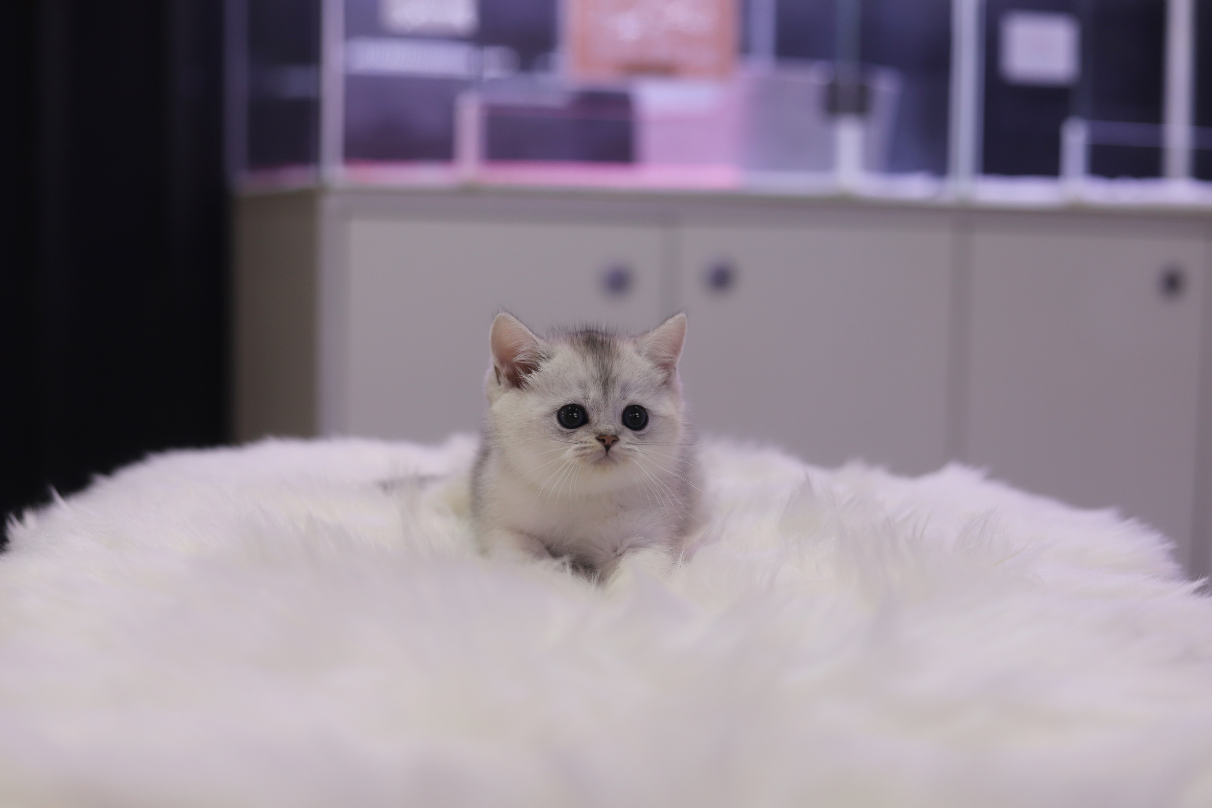 브리티쉬숏헤어 입양합니다