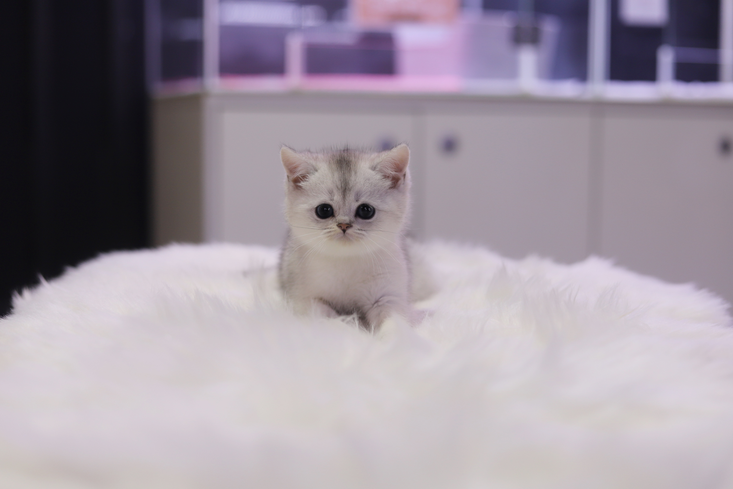 브리티쉬숏헤어 입양합니다