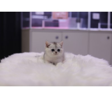 브리티쉬숏헤어 입양합니다