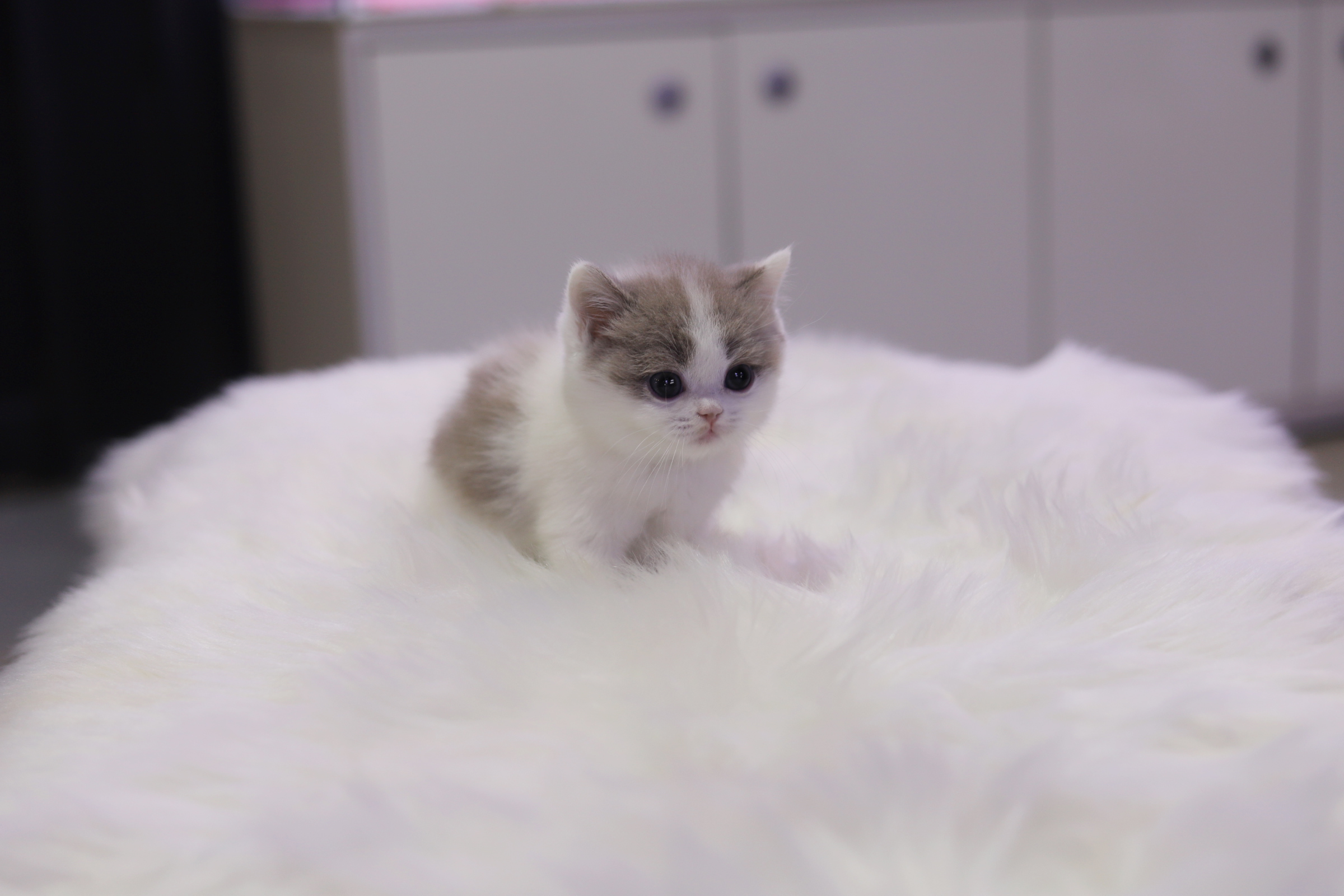 브리티쉬숏헤어 입양합니다