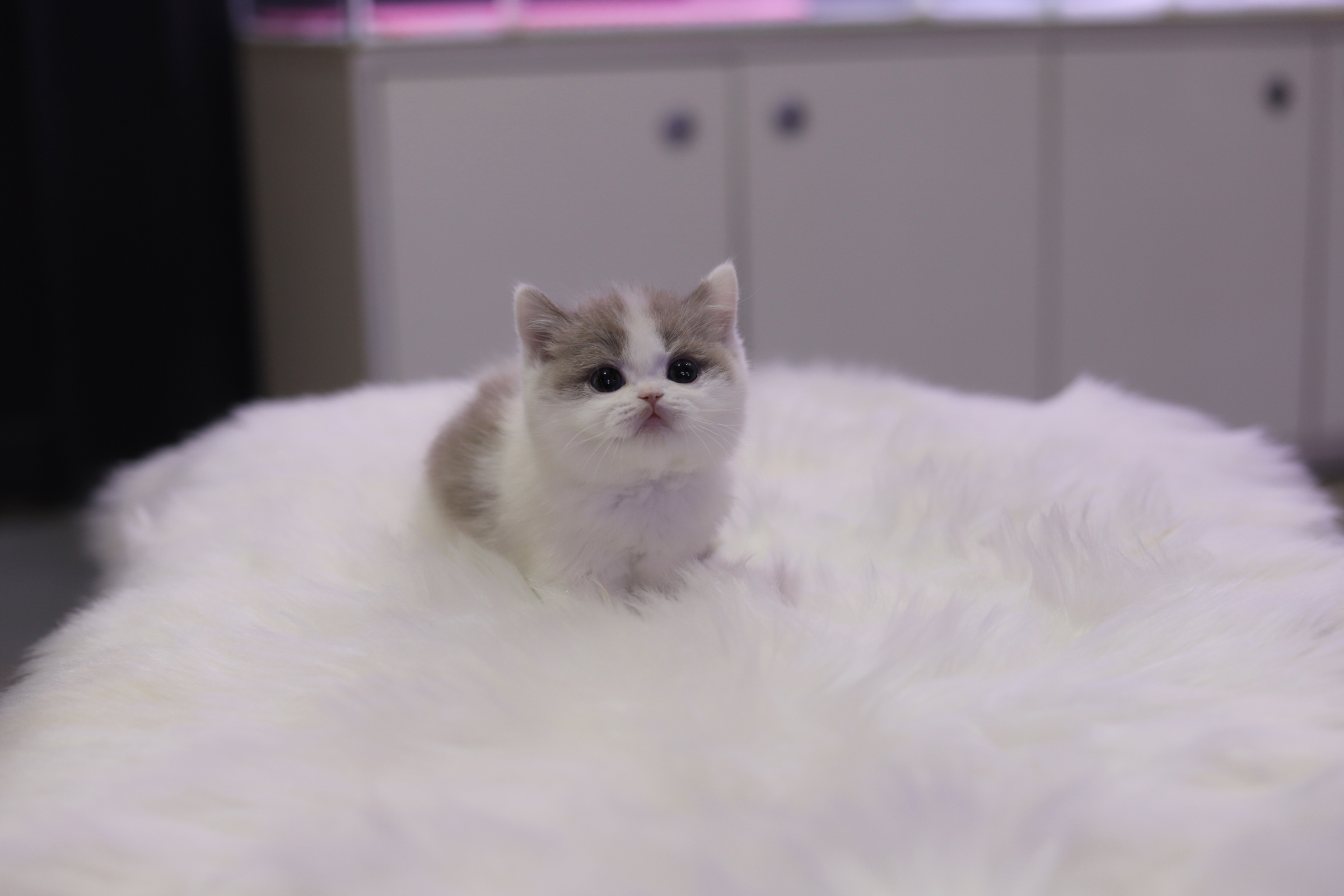 브리티쉬숏헤어 입양합니다