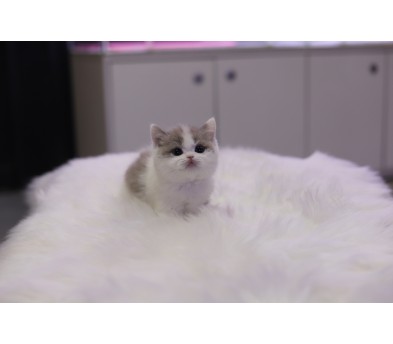 브리티쉬숏헤어 입양합니다