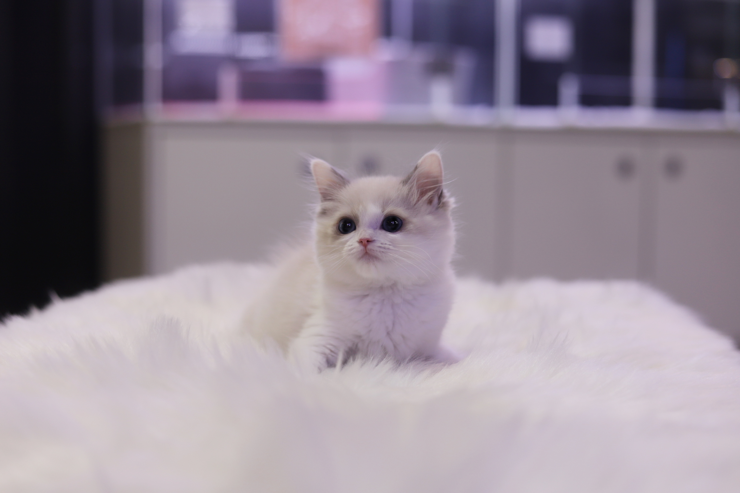 렉돌 입양합니다