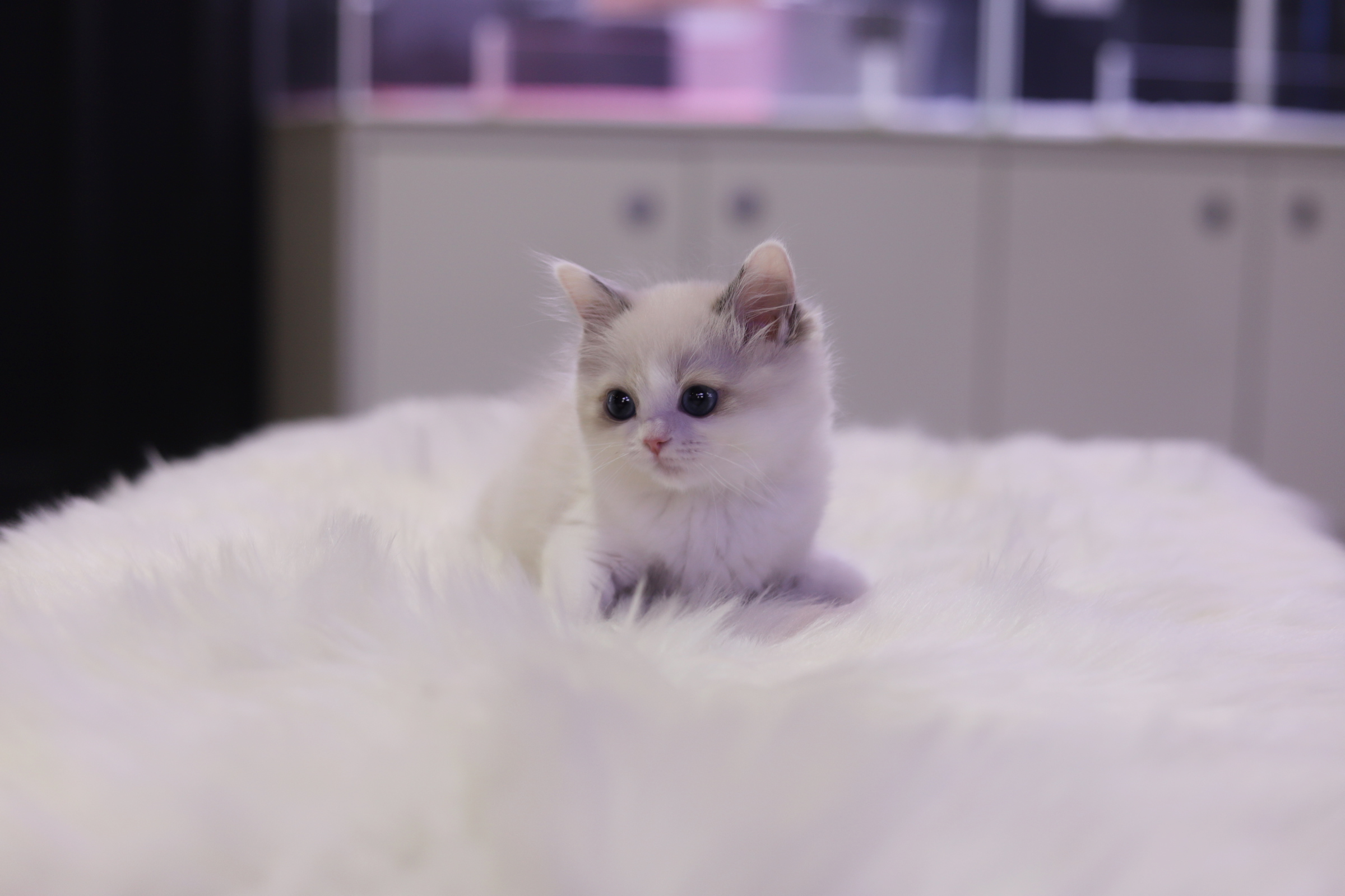 렉돌 입양합니다