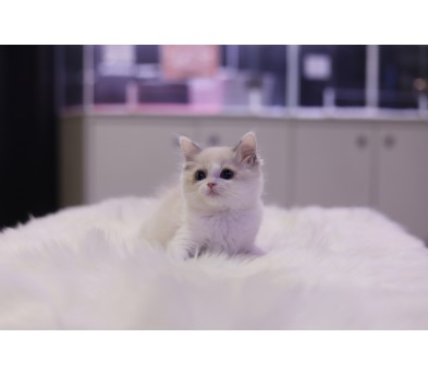 렉돌 입양합니다