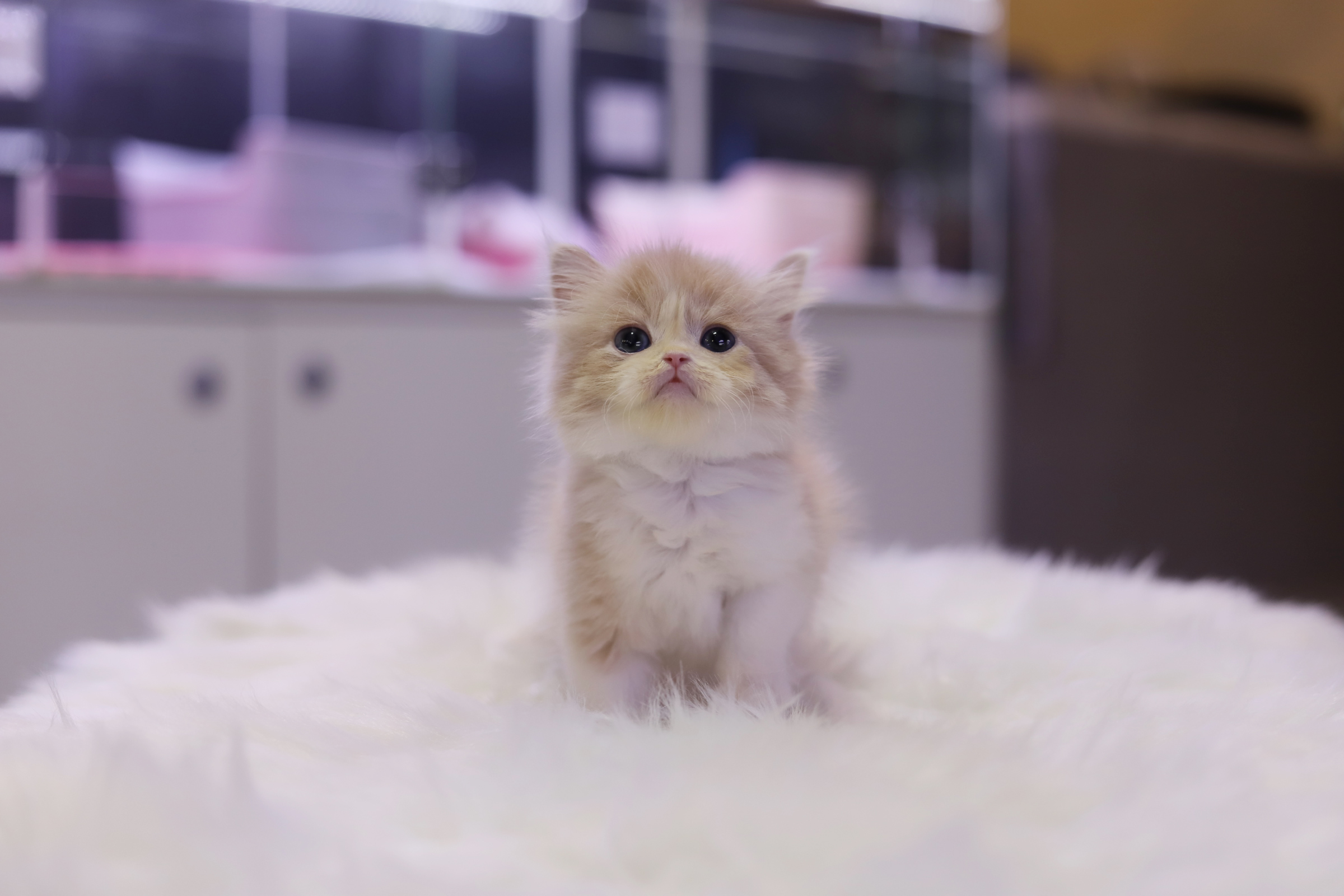 브리티쉬롱헤어 입양합니다