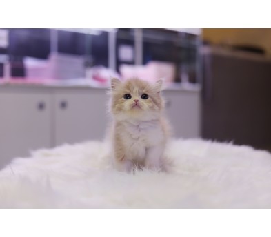 브리티쉬롱헤어 입양합니다