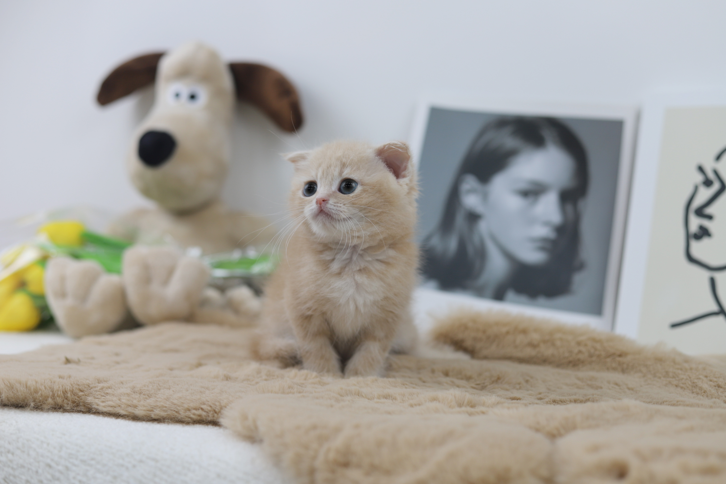 폴드 입양합니다