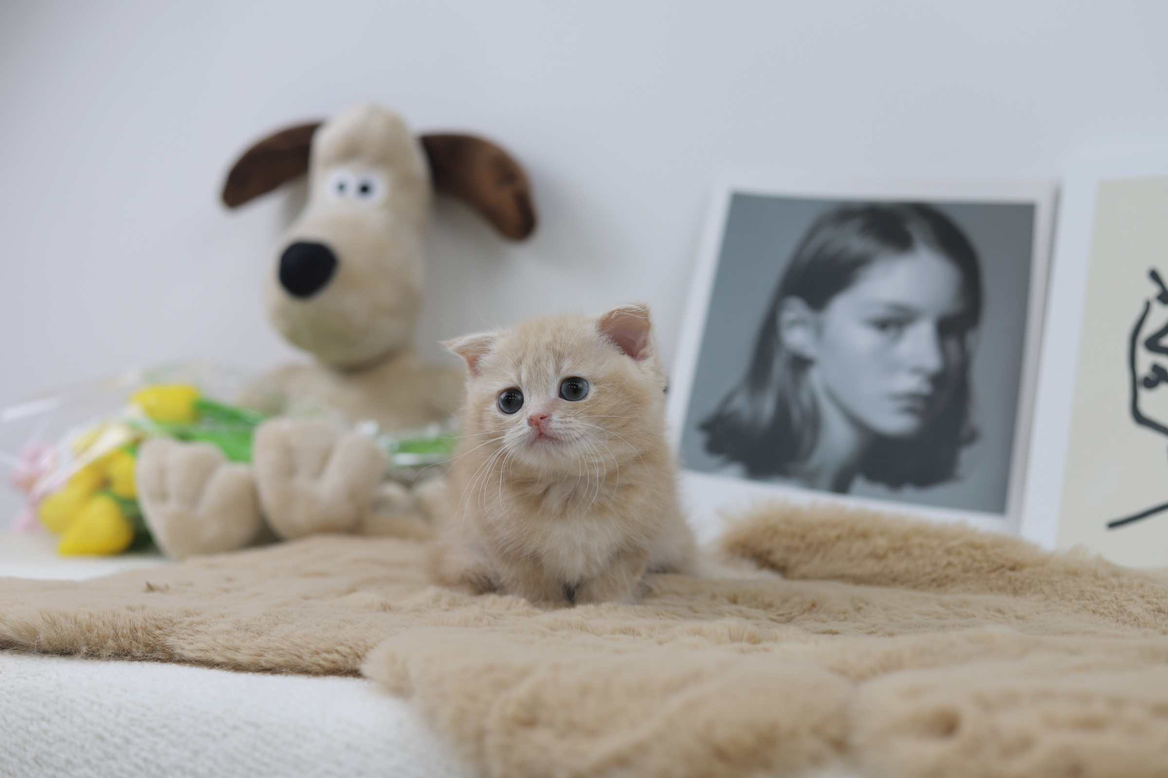 폴드 입양합니다