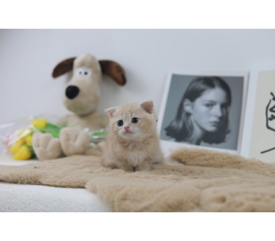 폴드 입양합니다