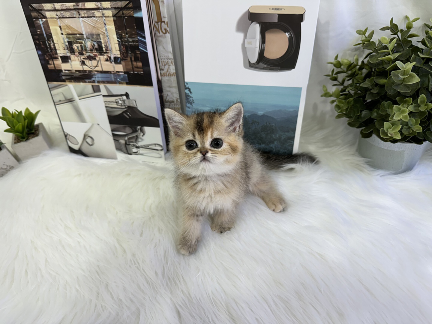 브리티쉬숏헤어 입양합니다