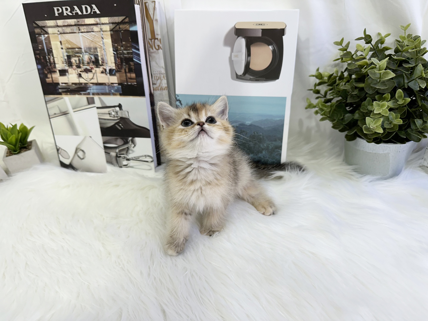 브리티쉬숏헤어 입양합니다