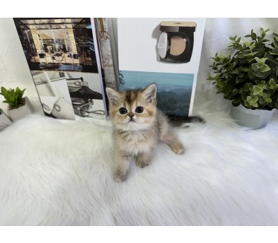 브리티쉬숏헤어 입양합니다