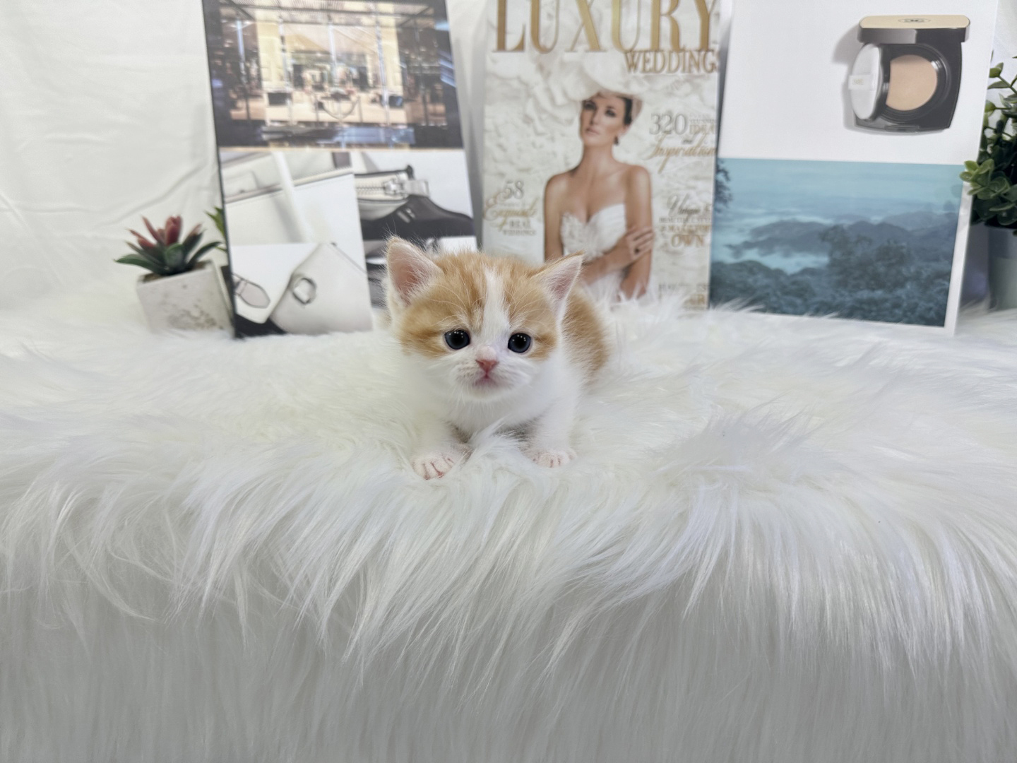 브리티쉬숏헤어 입양합니다