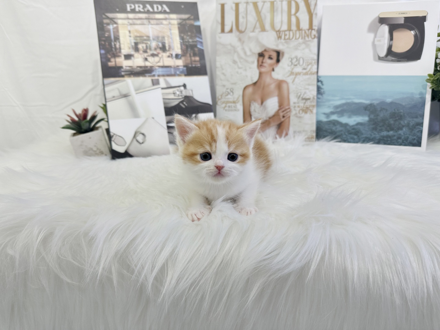 브리티쉬숏헤어 입양합니다