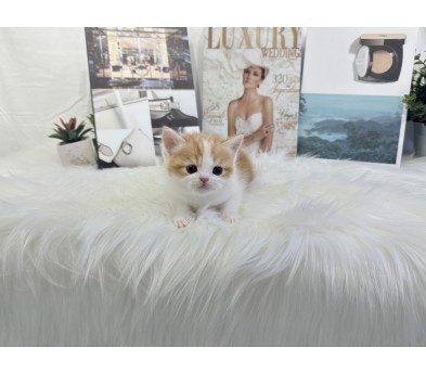 브리티쉬숏헤어 입양합니다