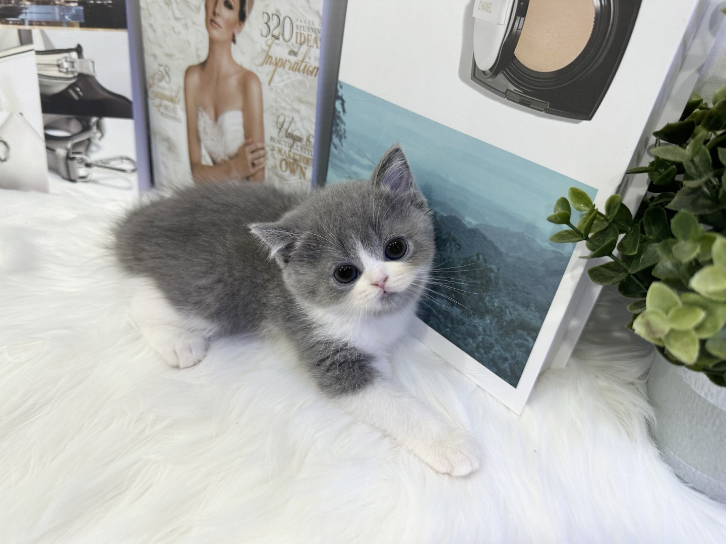 브리티쉬숏헤어 입양합니다