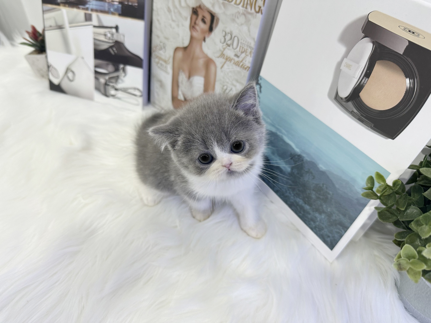 브리티쉬숏헤어 입양합니다