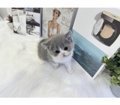 브리티쉬숏헤어 입양합니다