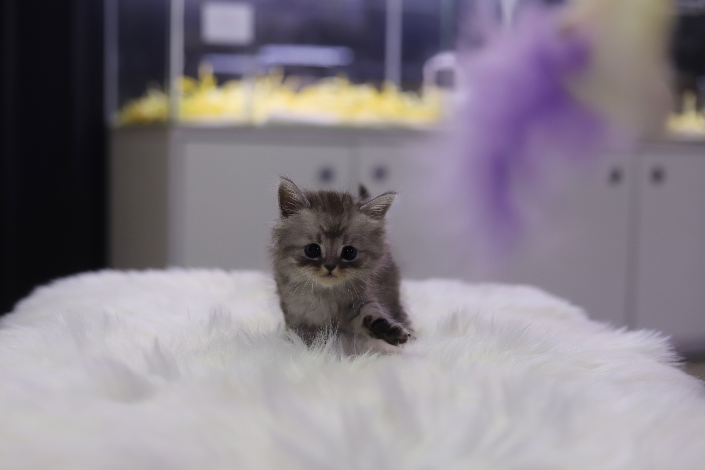 브리티쉬숏헤어 입양합니다