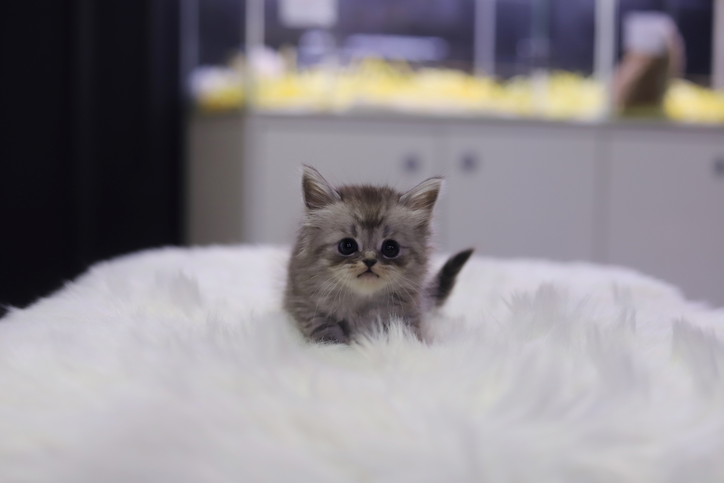 브리티쉬숏헤어 입양합니다