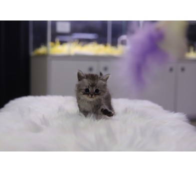 브리티쉬숏헤어 입양합니다