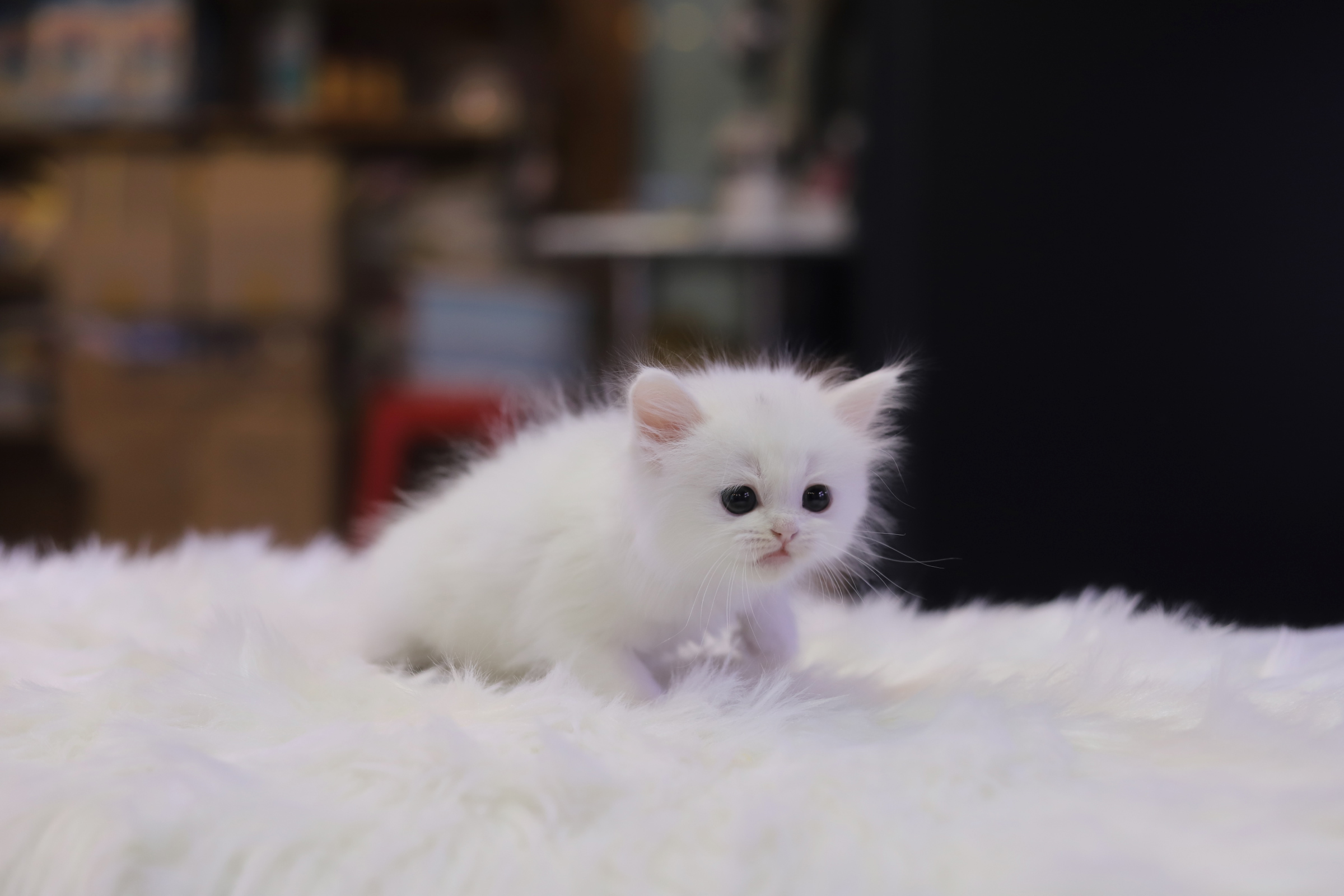 브리티쉬숏헤어 입양합니다