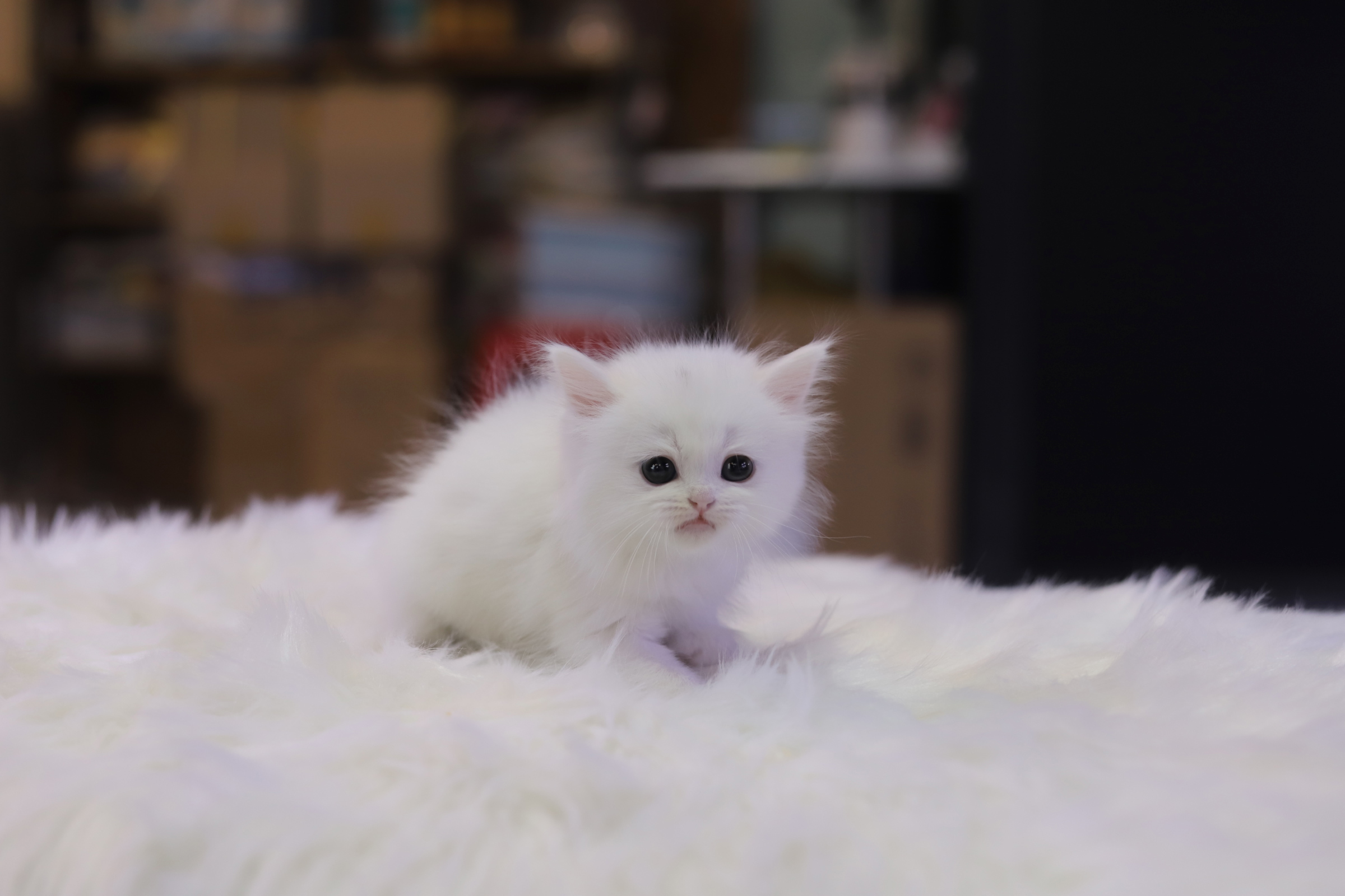 브리티쉬숏헤어 입양합니다