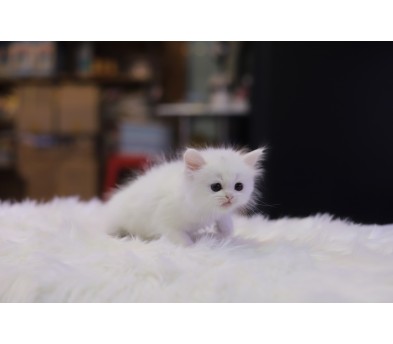 브리티쉬숏헤어 입양합니다