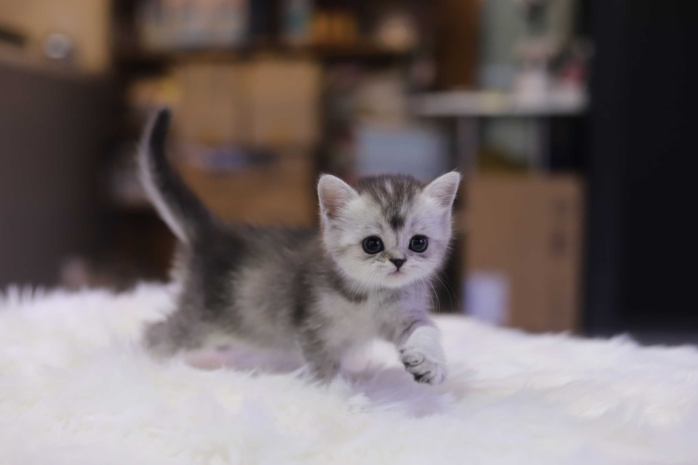 브리티쉬숏헤어 입양합니다