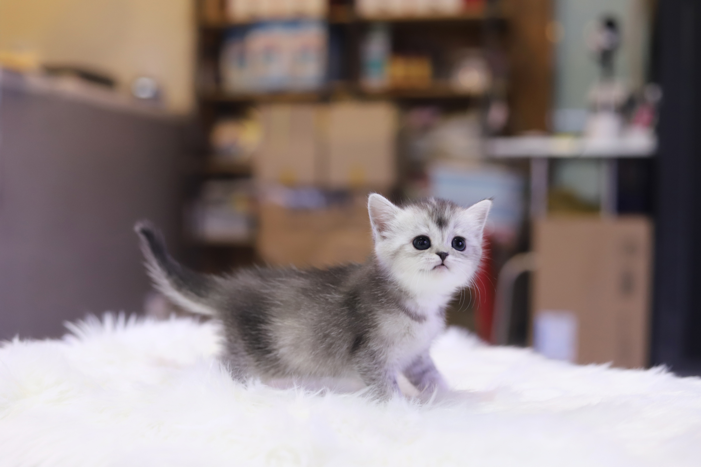 브리티쉬숏헤어 입양합니다