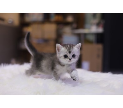 브리티쉬숏헤어 입양합니다