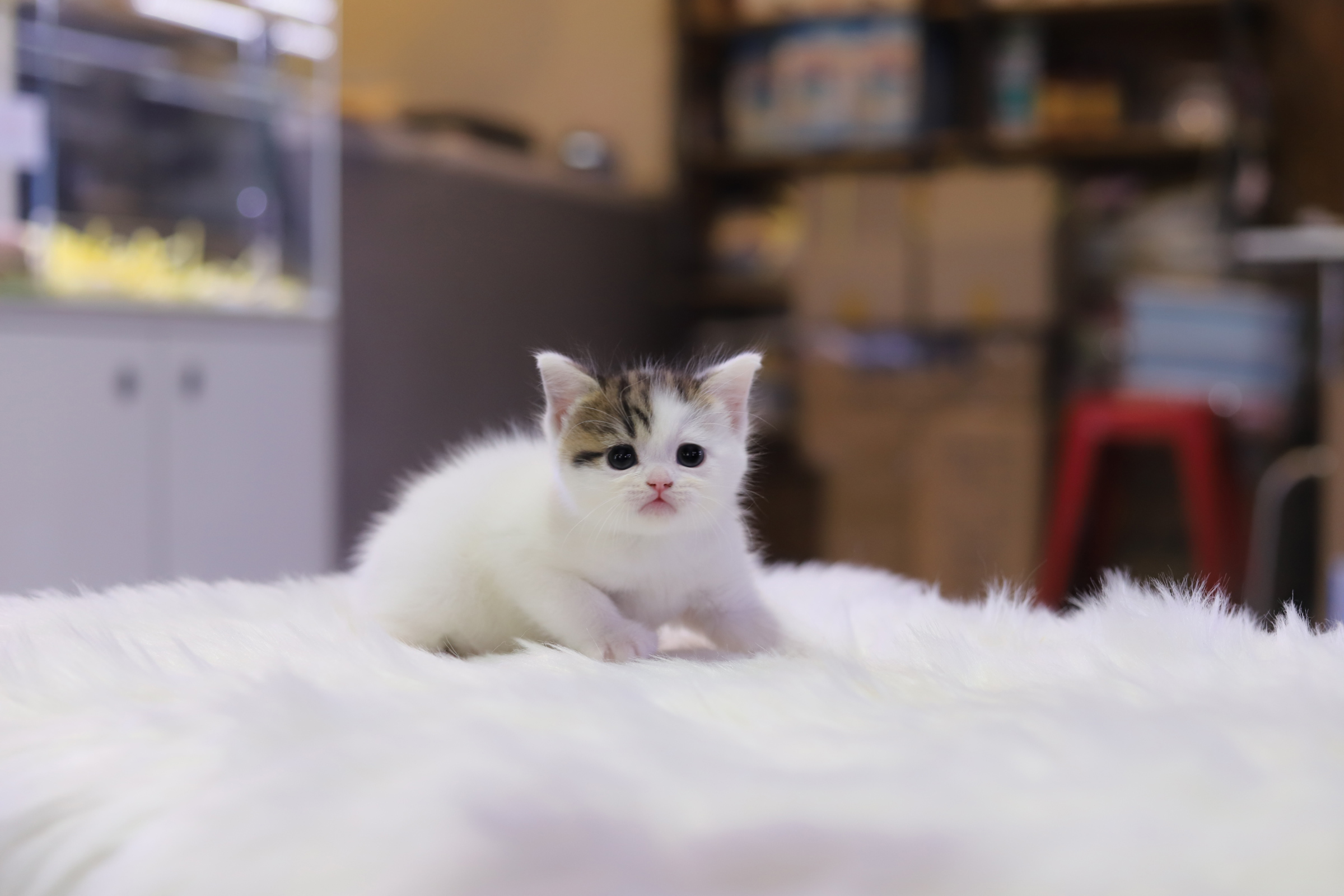 브리티쉬숏헤어 입양합니다