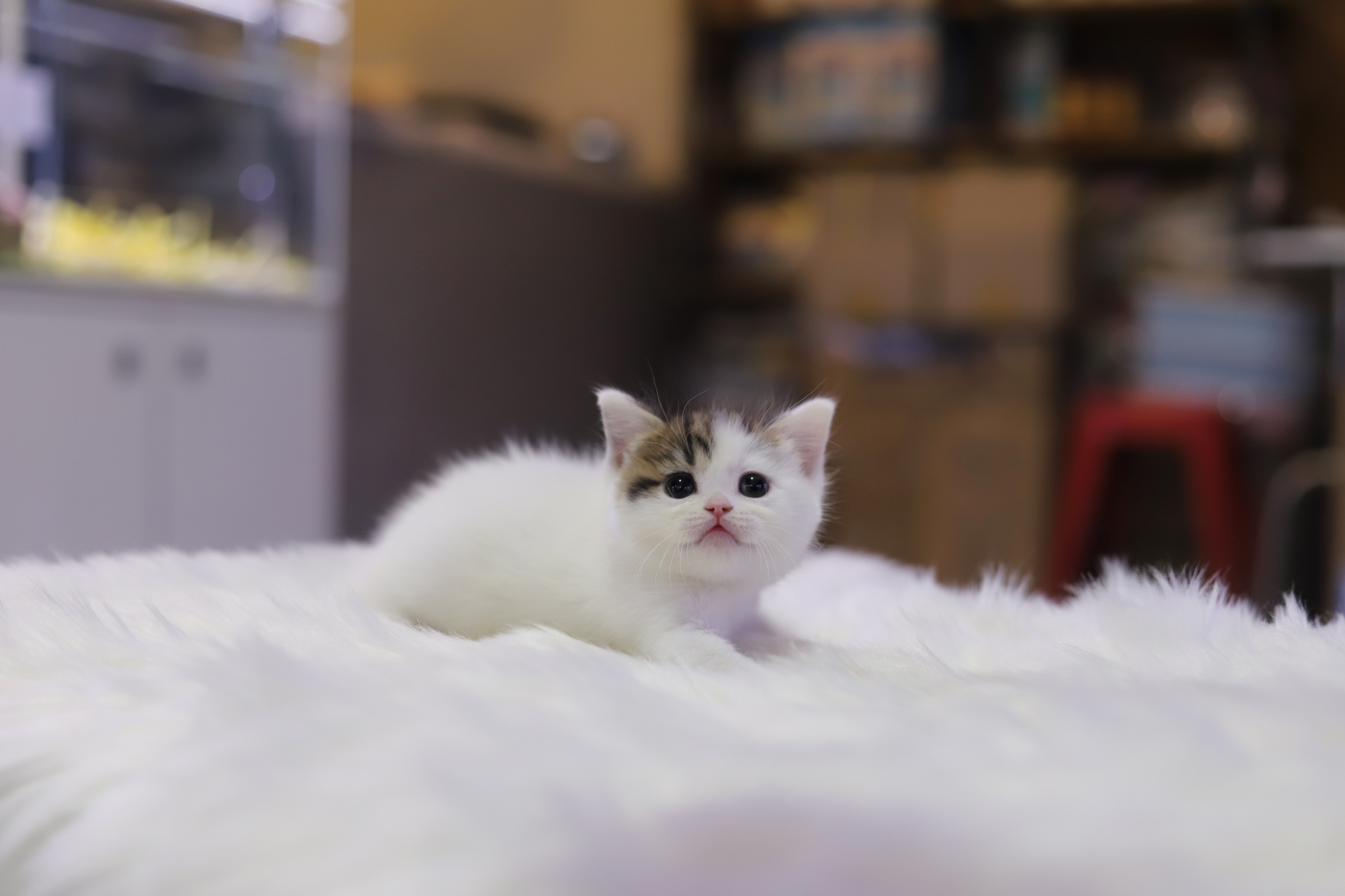 브리티쉬숏헤어 입양합니다