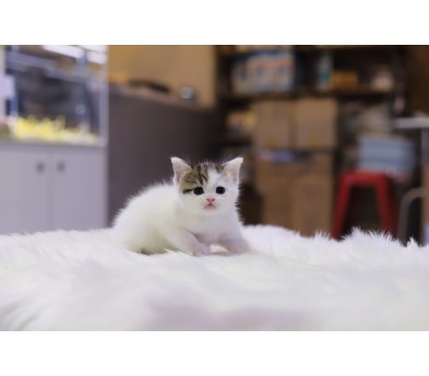 브리티쉬숏헤어 입양합니다