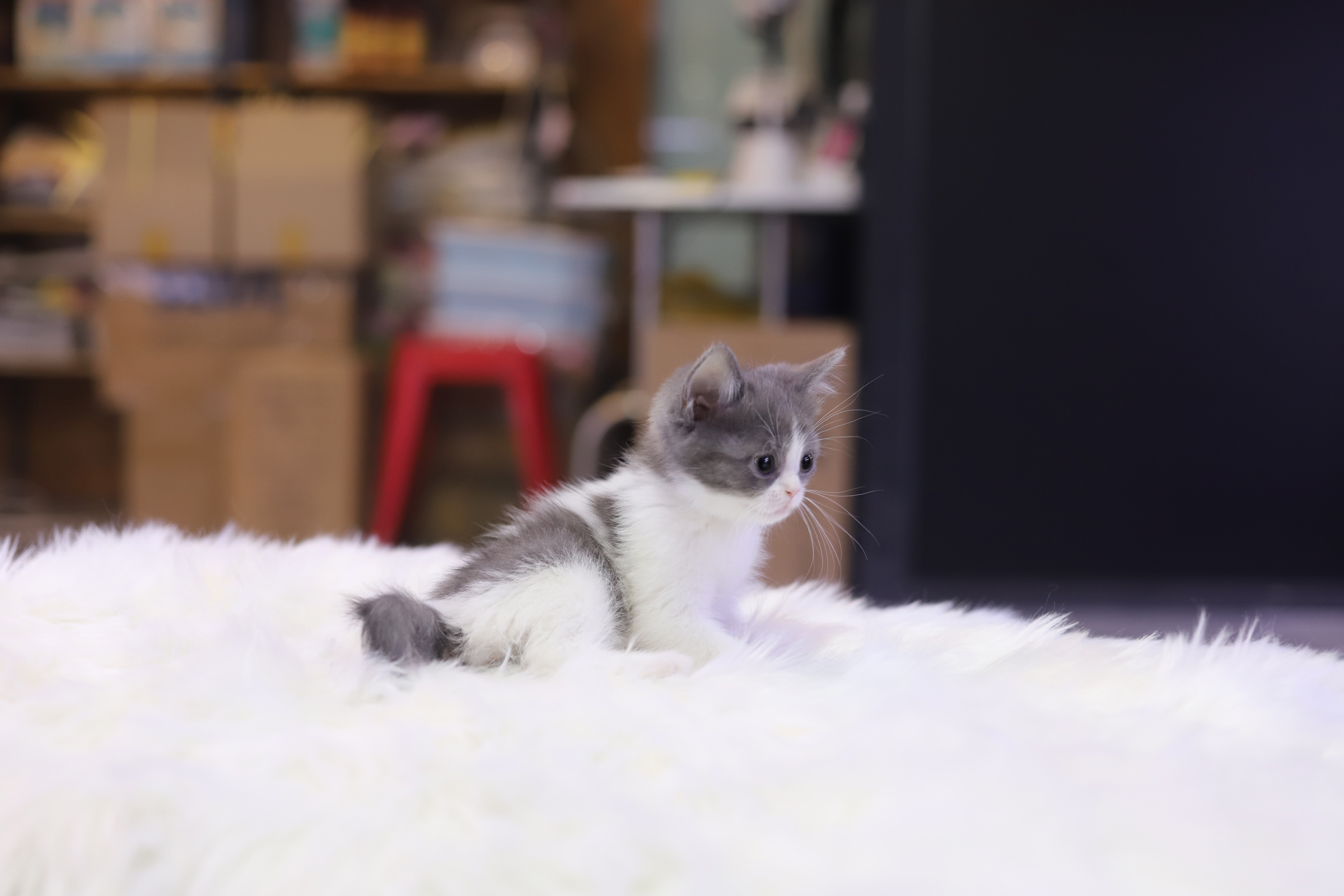 브리티쉬숏헤어 입양합니다