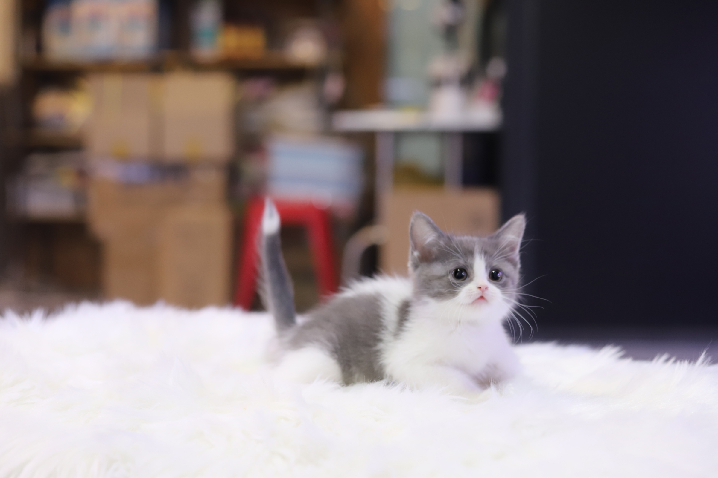 브리티쉬숏헤어 입양합니다