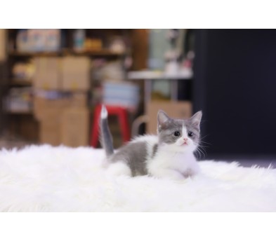 브리티쉬숏헤어 입양합니다