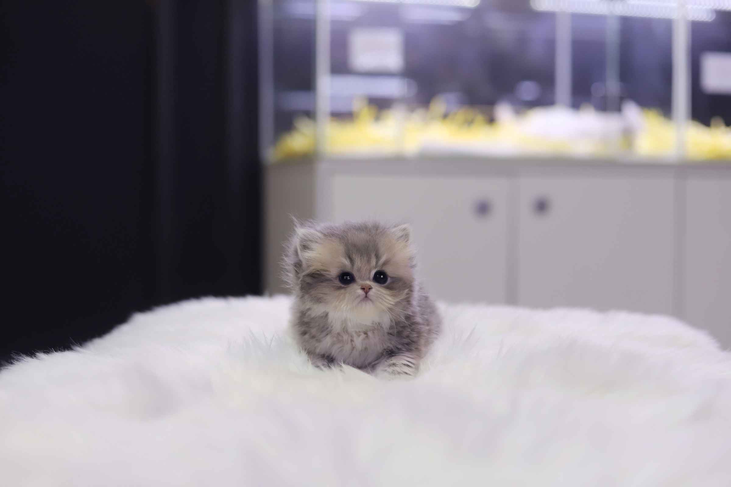 페르시안 입양합니다