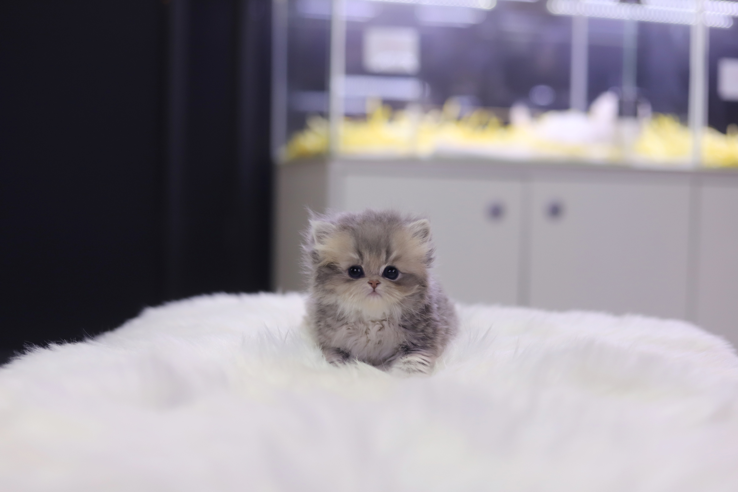 페르시안 입양합니다