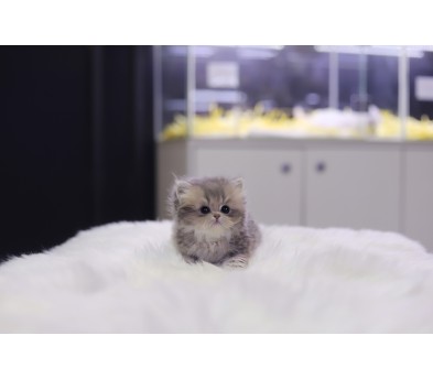 페르시안 입양합니다