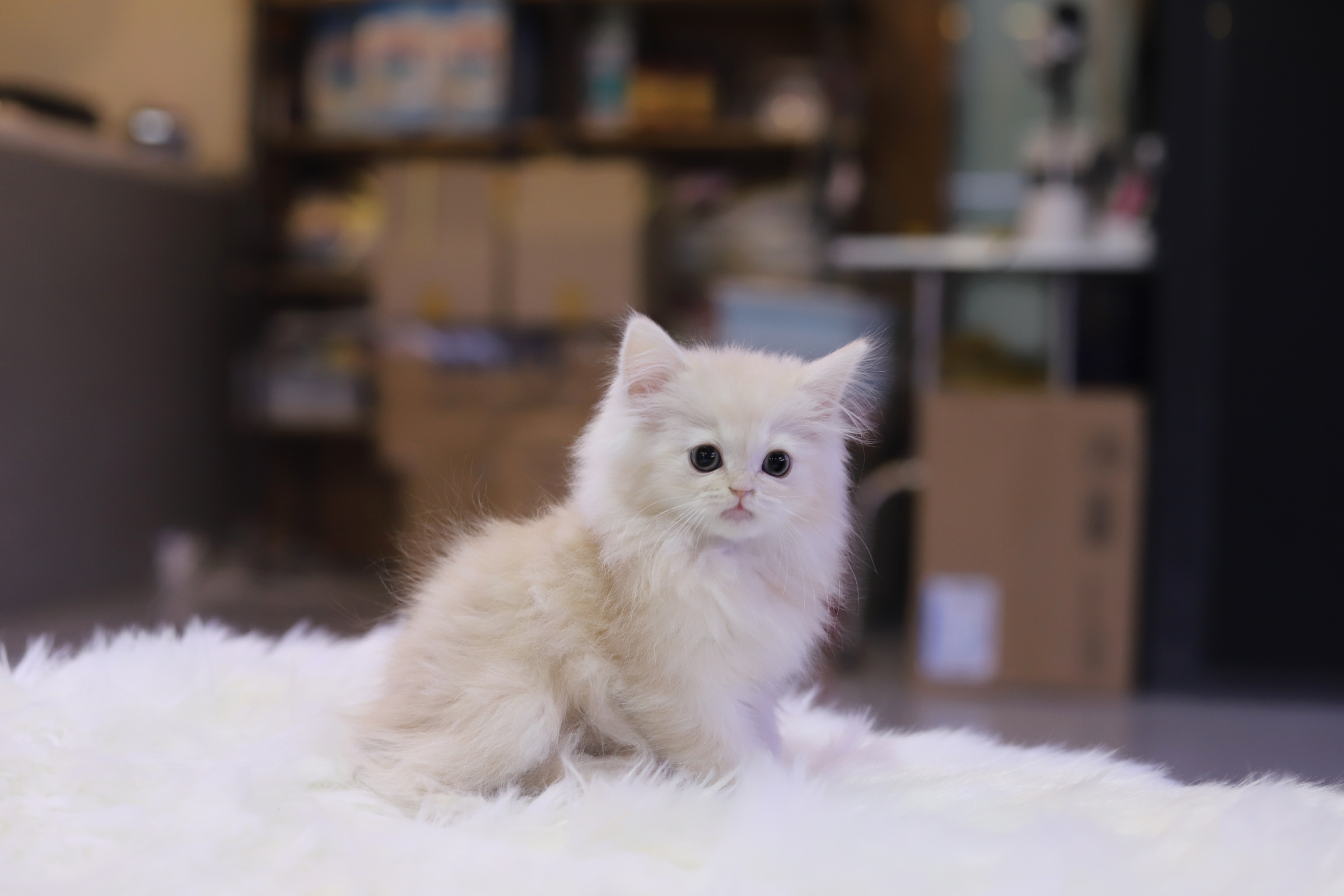 페르시안 입양합니다