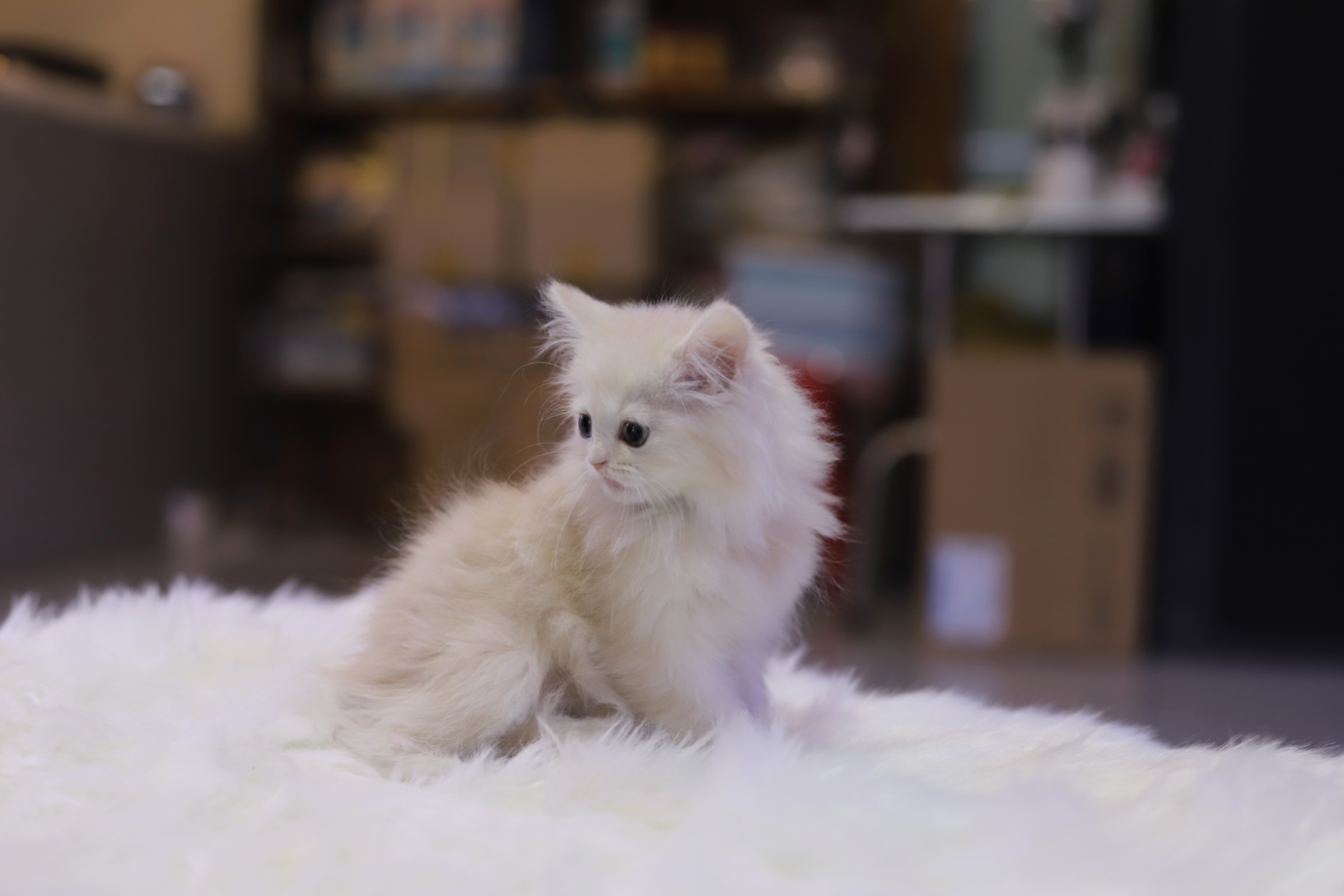 페르시안 입양합니다